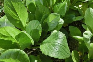 家庭菜園で育てていた小松菜 みずなに黄色い花が咲きました 花って食べれるの シンプルに好きなこと