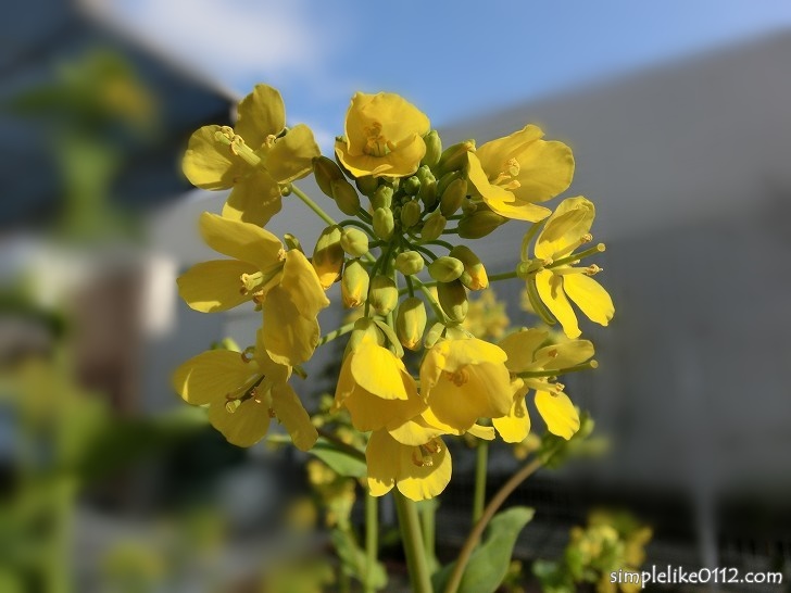 小松菜の黄色い花