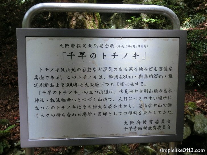 金剛山の大阪府指定天然記念物「千早のトチノキ」