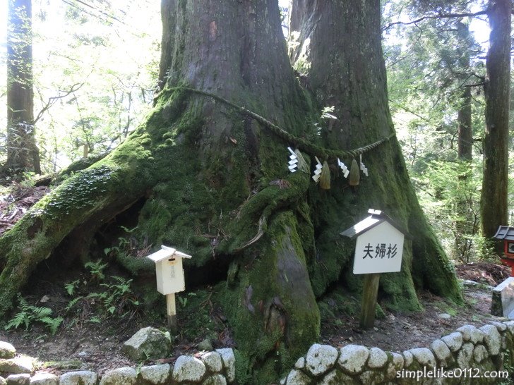 金剛山葛木神社の夫婦杉