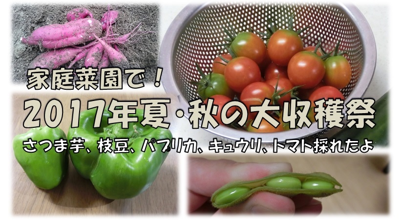 2017年夏秋野菜収穫アイキャッチ画像