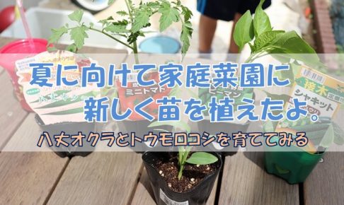 夏に向けて家庭菜園に新しく苗を植えたよ 八丈オクラとトウモロコシを育ててみる シンプルに好きなこと