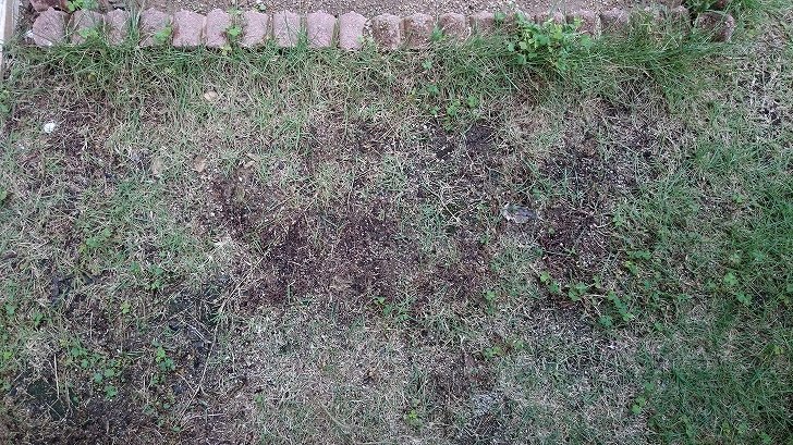 芝生専用除草剤シバキープエースシャワーの効果は