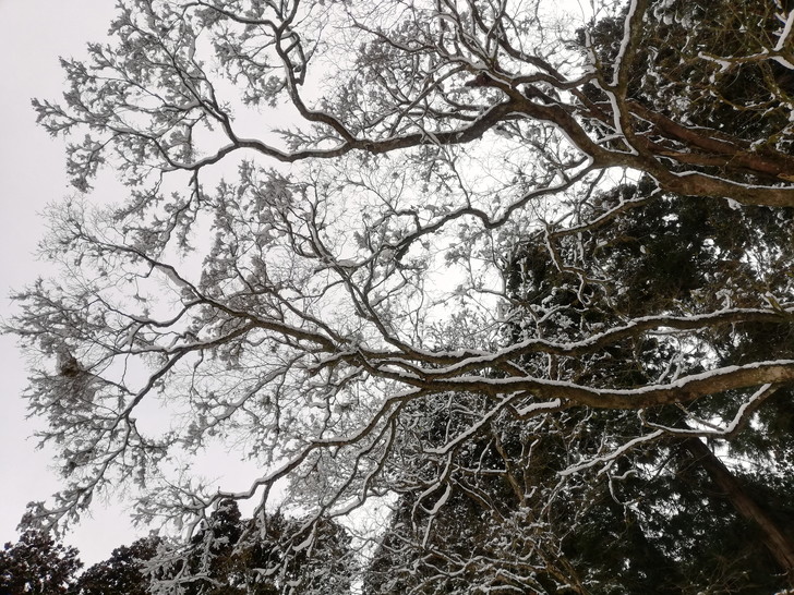 冬の金剛山・風雪が作りだす樹氷