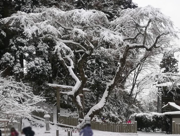 冬の金剛山・美しい樹氷
