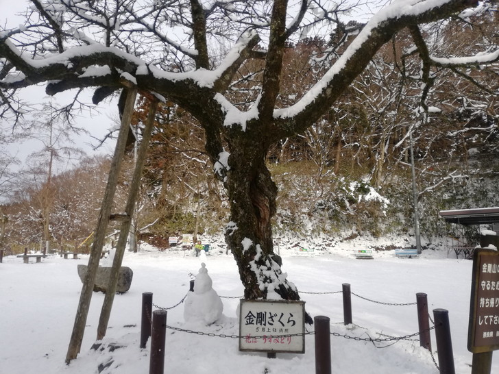 冬の金剛山山頂広場(国見城跡)にある金剛桜