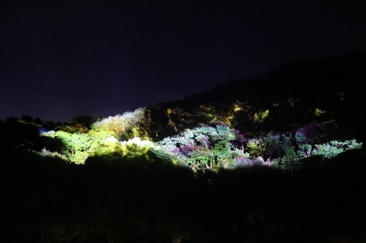 夜のニジゲンノモリ ナイトウォーク火の鳥 イルミネーション散歩 シンプルに好きなこと